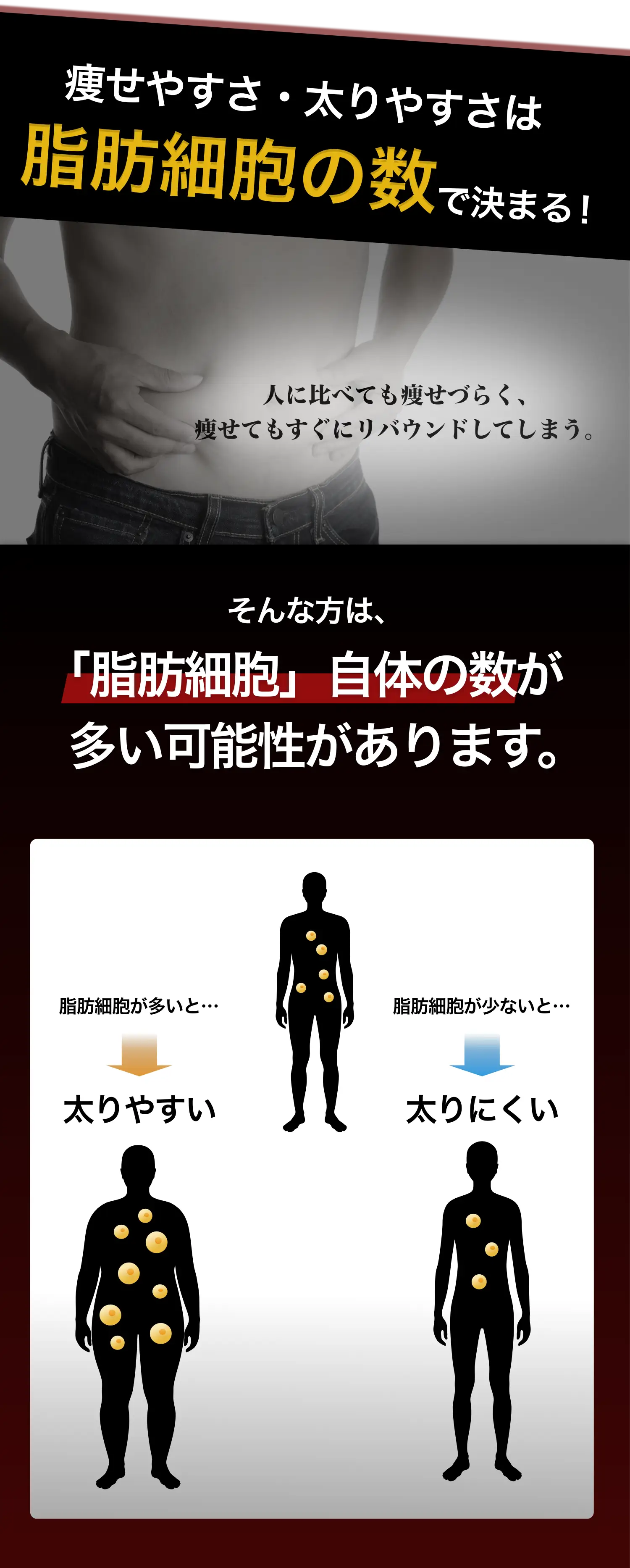 痩せやすさ・太りやすさは脂肪細胞の数で決まる！